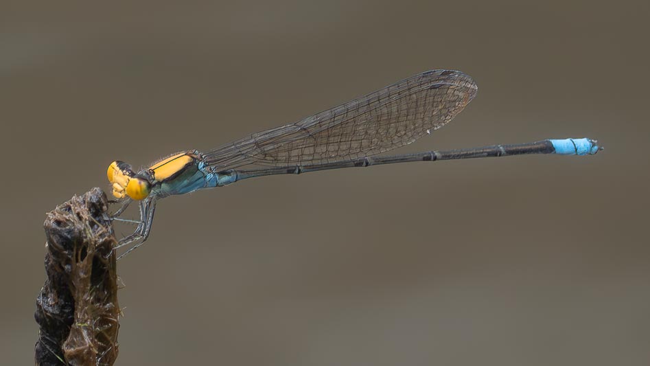 Pseudagsrion aureofrons (Gold-fronted Riverdamsel) male 3.jpg